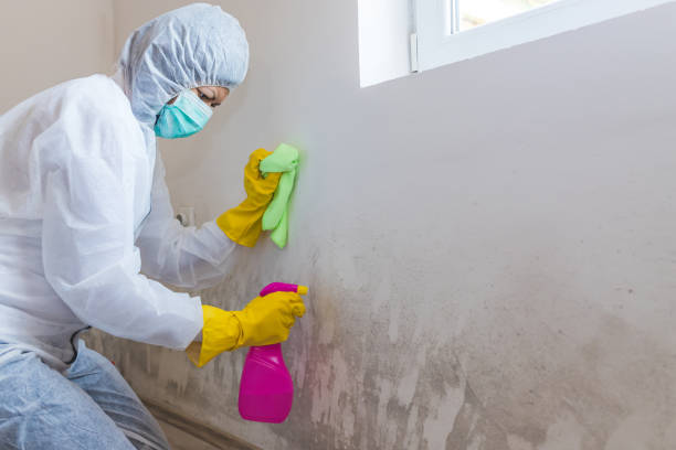 Professional Mold Inspection in Columbia Heights, MN